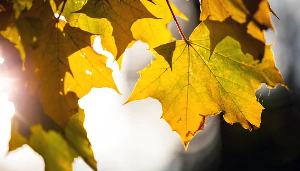 Gelbe Blätter des Ahornbaums Herbst Hintergrund — Stockfoto