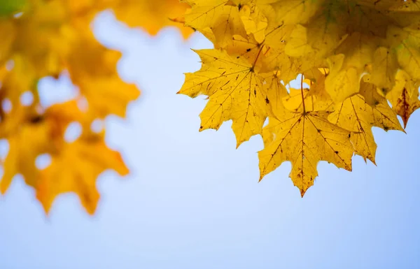 Hojas amarillas de arce fondo de otoño — Foto de Stock
