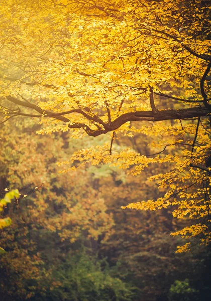 Parque de otoño, hojas de colores en los árboles — Foto de Stock