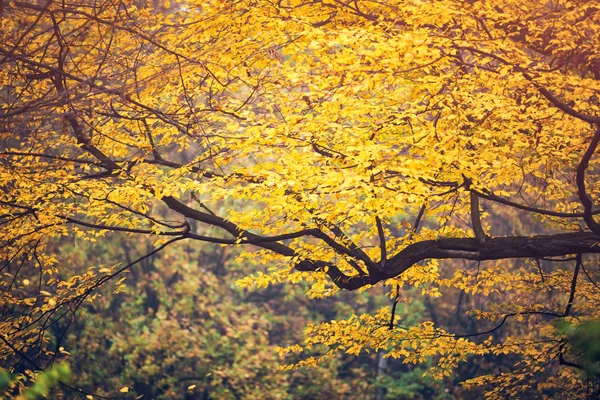 Hösten park, färgglada löv på träden — Stockfoto