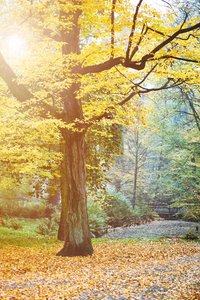 Podzimní park, barevné listí na stromech — Stock fotografie