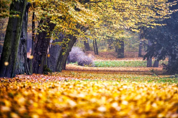 Sonbahar parkında renkli bir ara sokak