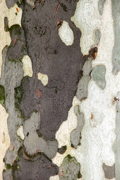 Cortex of plane tree close up texture — Stock Photo, Image