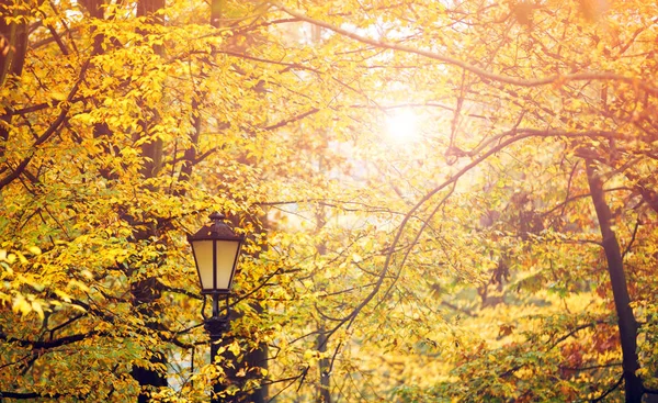 Gula blad på träd i färgglada hösten park — Stockfoto