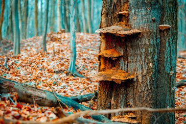 Mantar ile eski ağaç