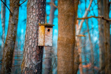 El ormandaki ağaç üzerinde ahşap kuş yuvası yapımı