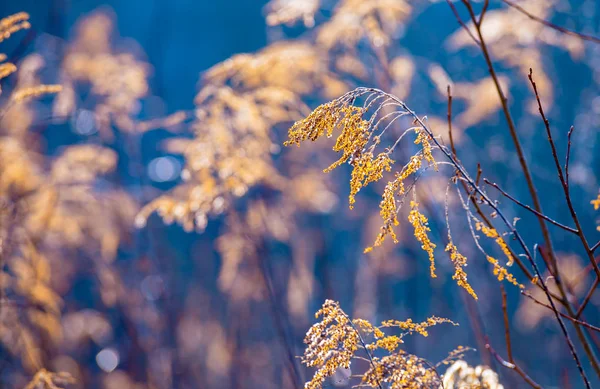 Natura invernale macro, flora secca primo piano — Foto Stock