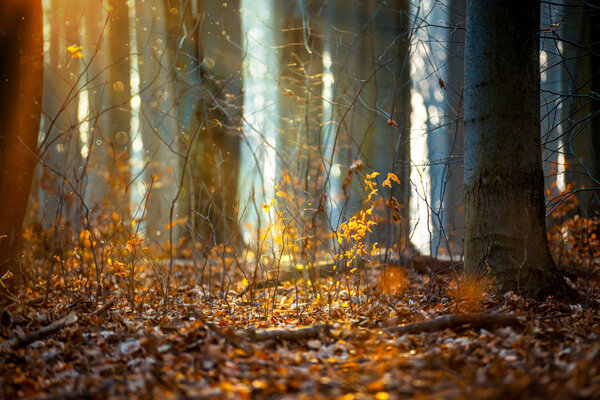 Sunset in autumn forest, fairytale mood
