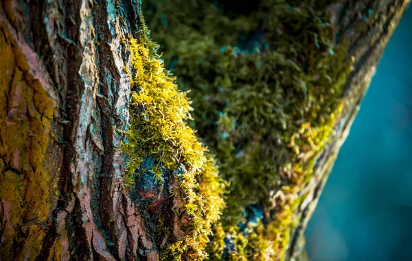 Мосс на стволе дерева крупным планом, природный макрос — стоковое фото
