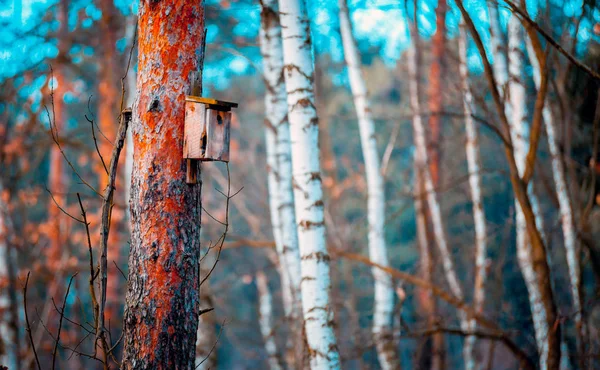 手工制作的木制鸟舍在森林的树上 — 图库照片