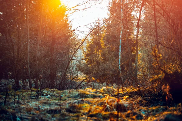 Europäischer Mischwald bei Sonnenuntergang — Stockfoto