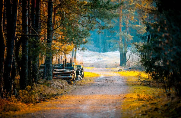 Krásné lesní cestě během podzimní západ slunce — Stock fotografie