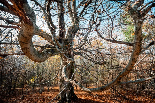 Vieil Arbre Magique Avec Grandes Branches Automne — Photo
