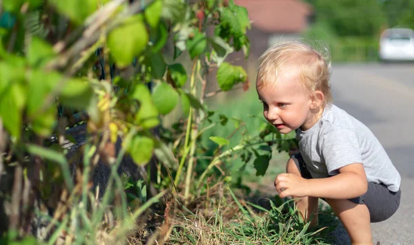 Niño Pequeño Mirando Las Plantas Buscando Algo Los Arbustos — Foto de Stock