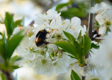 Acı böcek kiraz ağacı çiçeklerini tozlaştırır.