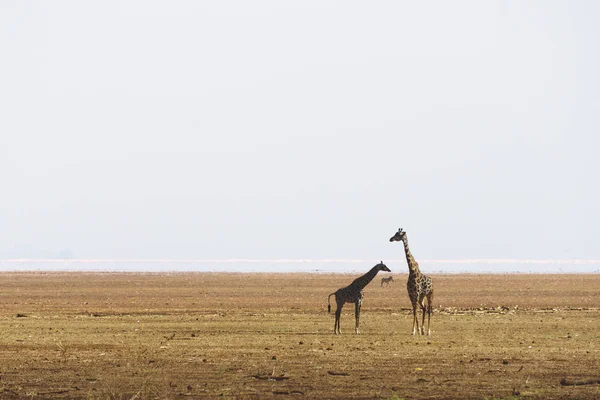 Giraffes standing in the middle of the savannah
