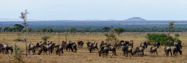 Wildebeest migration in serengeti