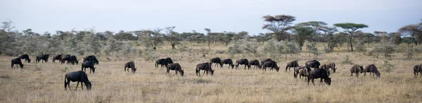 Wildebeest migration in serengeti
