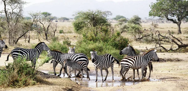 Zebra migration in serengeti