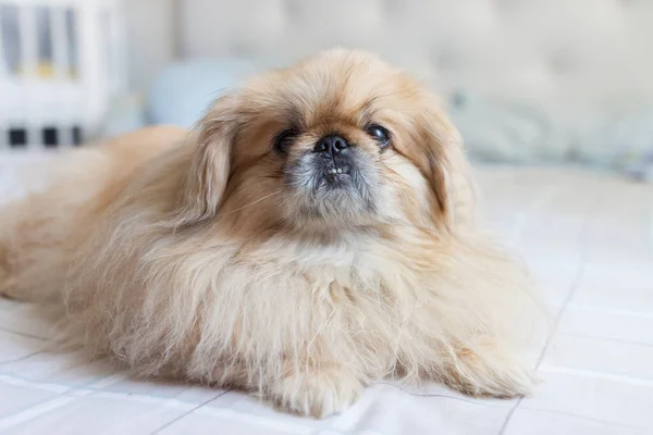Pekinese Hund Auf Dem Bett Liegend — Stockfoto
