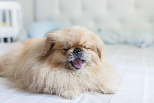 Bege Pekingese Cão Encontra Cama Focinho Close Bocejos Luz Dia — Fotografia de Stock