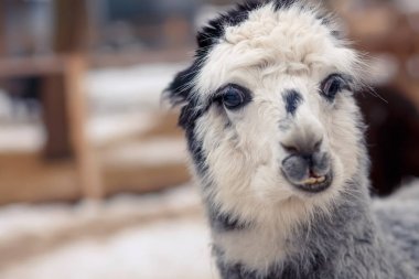 sürpriz komik alpaka 