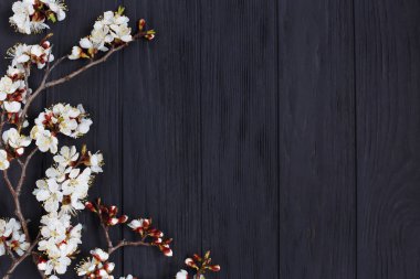 Siyah arka plan, adv için boş alan dallarda kayısı çiçeği