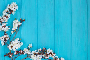 Parlak turkuaz arka plan, sp Ücretsiz dallarda kayısı çiçeği