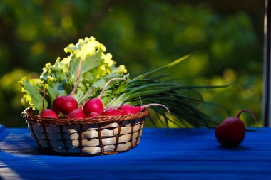 Taze çekilen bahar sebzeler taze soğan, sepet turp