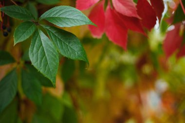 Renkli sonbahar asması bırakır. Botanik, doğa, gard