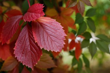 Sonbahar arka plan. Parlak asması bırakır. Botanik, na