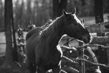 Padok yürüyüş güzel at. Kırsal yaşam kavramı