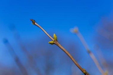 Bahar kavramı. Mavi gökyüzü arka plan üzerinde şişmiş tomurcukları ile şube.