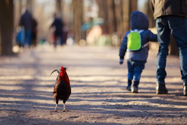 Lonely rooster walking among people. Animal rights, back to natu