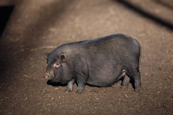 Black Vietnamese pig on the farm yard. Animal life, people and d