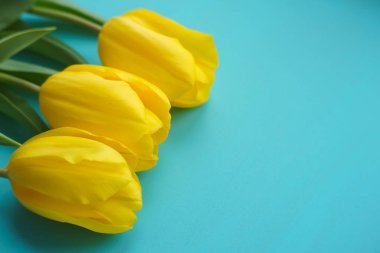 Bahar, çiçek, çiçek kavramı. Mavi güzel Sarı laleler