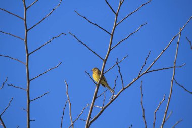 Ağaçtaki sarı çekiç