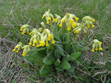 Çimenlerdeki sarı çiçek