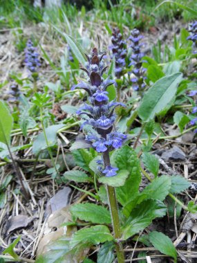 Çimlerde mavi çiçek