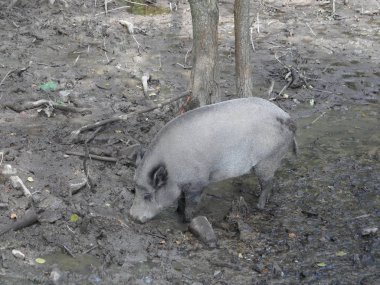 Doğadaki yaban domuzu