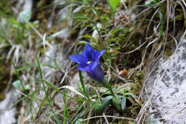 自然界の青い花 — ストック写真