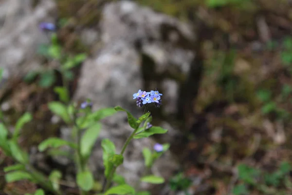 自然界中的蓝花 — 图库照片