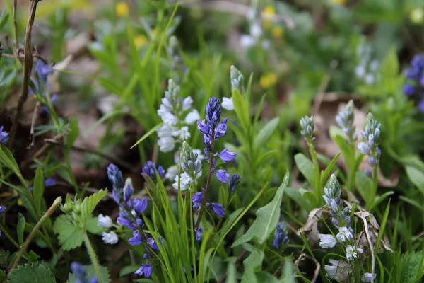 Blau-weiße Blume in der Natur — Stockfoto