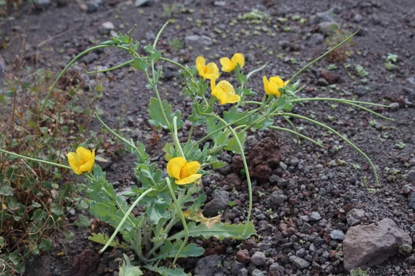 자연에서 노랑 꽃 — 스톡 사진