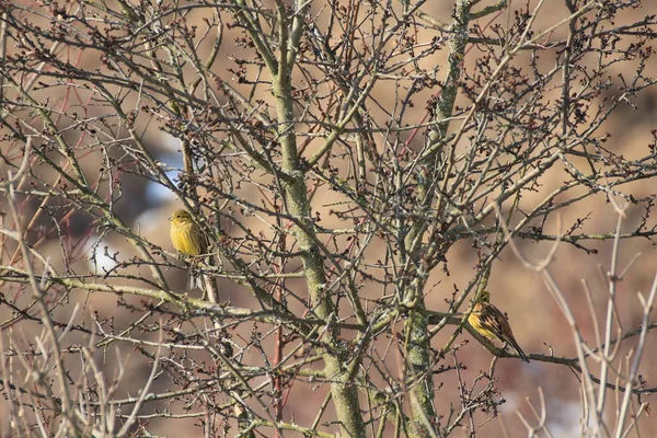 Jaune dans un arbre — Photo