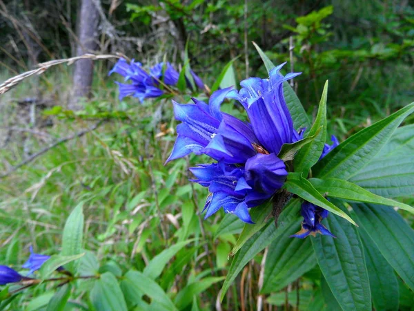 Flor azul na grama — Fotografia de Stock