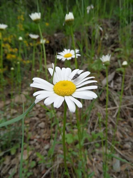 Weiße Blume im Gras — Stockfoto