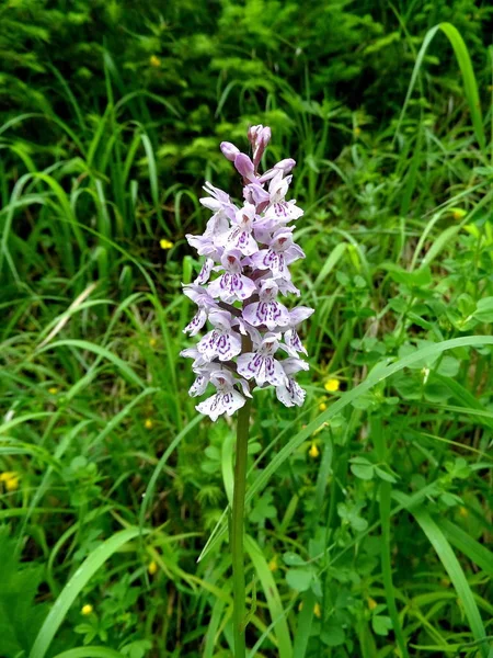 Otların arasında beyaz bir çiçek