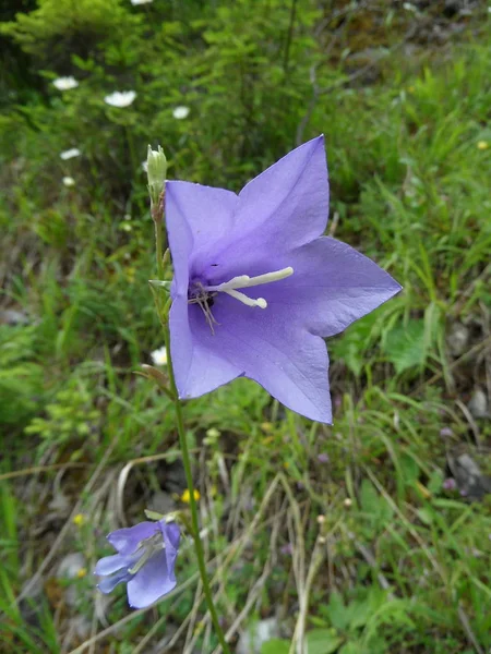 草の中の紫色の花 — ストック写真