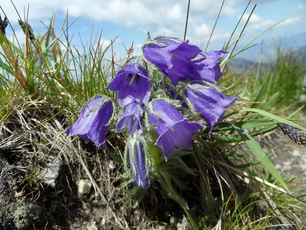 자연 속의 푸른 꽃 — 스톡 사진